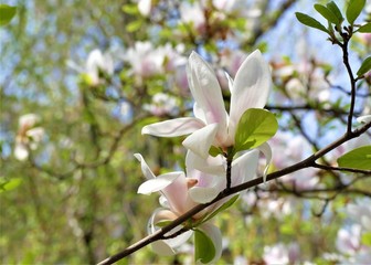 Beautiful pastel magnolia flower