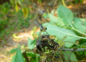 Photo of a pretty little damselfly sitting on the plant