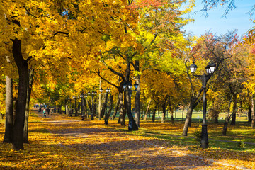 Naklejka premium jesienny park z pięknymi żółtymi liśćmi