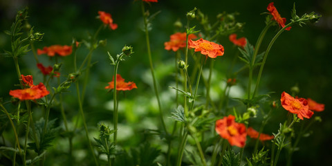 Orange meadow flowers named globeflower. Low depth of field.