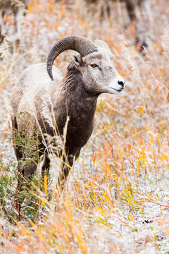 A bighorn sheep ewe grazes in Rock Creek, Montana.