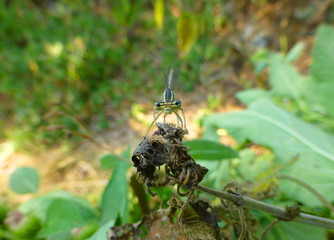 Photo of a beautiful small damselfly sitting on the plant