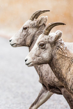 Bighorn ewes cross a road in Rock Creek, Montana.