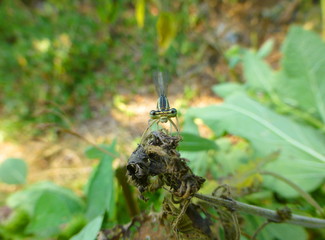 Photo of a pretty little damselfly sitting on the green leaf of a plant