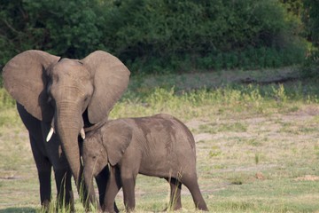 Fototapeta premium Elephant cuddles