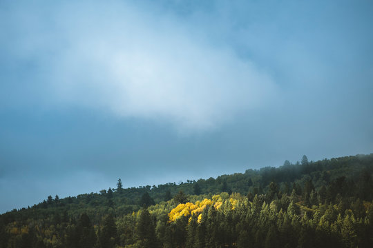 A group of yellow quacking aspens is illuminated by a ray of light.