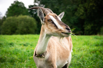 Portrait of an adult beautiful brown female goat on a farm, eating green grass on a field on a summer day. Close up, copy space