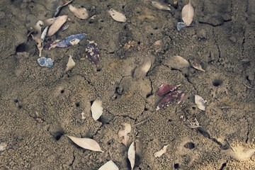 fishes in the clean water