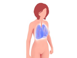 Fototapeta premium 3d and line illustration of the human lungs and bronchi. Standing out over the silhouette of a woman with a blurred white outline. Mix of graphic styles, flat hair.