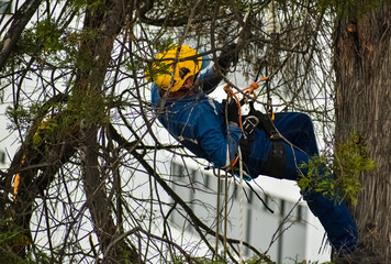 Arborist using his safety equipment to perform tree pruning work - obrazy, fototapety, plakaty