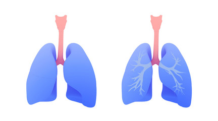 3d illustration of the lungs and lungs and bronchi. Image in modern graphic style, isolated on white background.