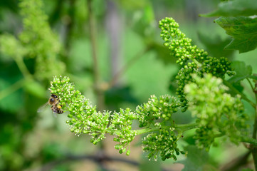 Honey bees pollinating vine blossom in vineyard in early spring © Samo Trebizan