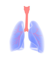 3d illustration of the lungs and lungs and bronchi. Mixed graphic style image, semi-transparent front view.