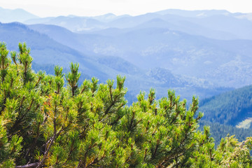 Mountain landscape with thickets dwarf pine  in the foreground_