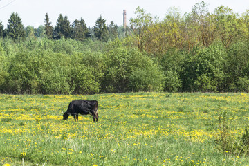 black and brown cows in meadow at farm in spring
