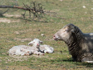 Fototapeta premium Sheep grazing