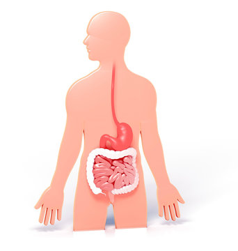 3d illustration of the anatomical interior of the digestive system. On the silhouette of a person graphically highlighting the large intestine and stomach.