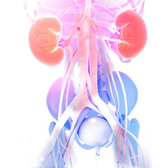 3d illustration of the anatomy of the kidneys, the nearby organs and the transparent skeleton. With electric graphic style and bright colors.
