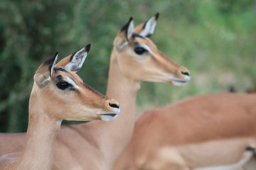 Impala on the look out