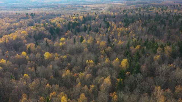 Flying Above Colorful Autumn Forest.  Aerial View. Kaluga Area, Russia