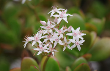 Blossoms of a crassula ovata succulent plant, jade plant, lucky plant, money plant or money tree