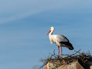 Stork building a nest.