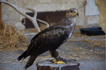 Oiseau