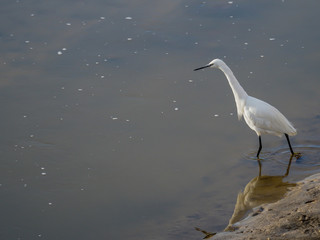 Common Egret