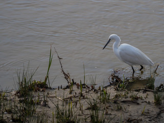 Common Egret
