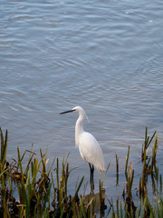 Common Egret