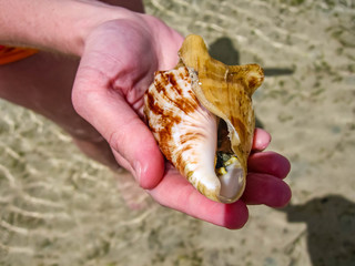Beautiful yellow sandy beach and a tourist with a shell in the hand