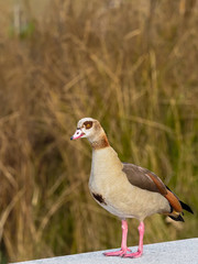 Goose of the Nile.