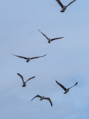 Seagull