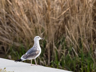 Seagull