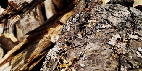 Wood