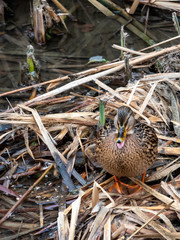 Real duck