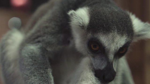 funny animal catta lemur monkey, sun bathe
