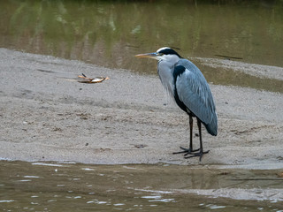 Gray Heron or airon,