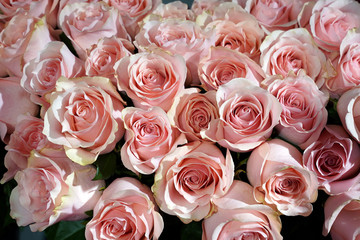 Obraz na płótnie Canvas fresh natural pastel colored roses in a flower shop. Pile of flowers as background, texture, wallpaper
