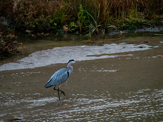 Gray Heron or airon,