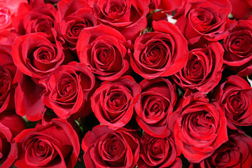 Beautiful scarlet roses in a bouquet