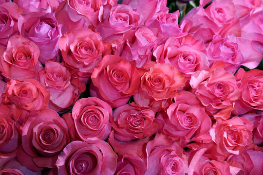bouquet of pink roses closeup
