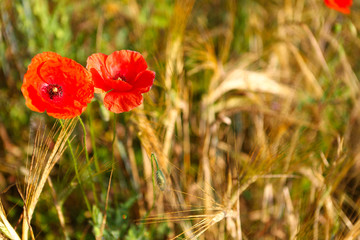 Golden field of wheat, rye, oats on a sunny day. The ear is ready for a closeup of the wheat crop,...