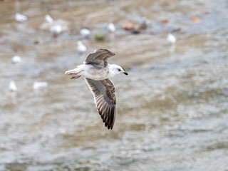 Seagull