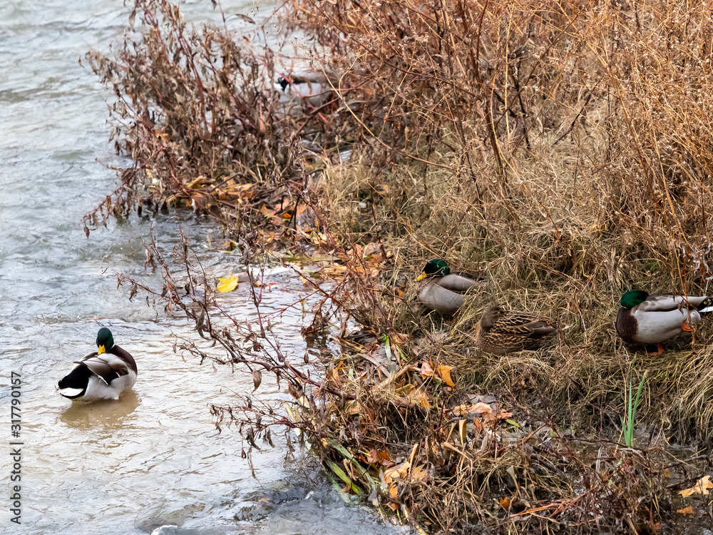 Wall mural Real duck