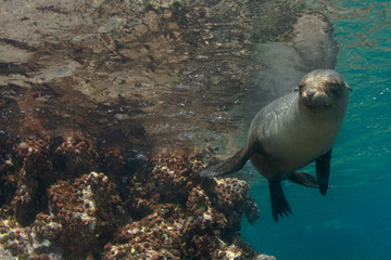 Scuba Diving with Sea Lions in Galapagos, Ecuador.