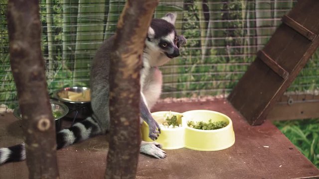 funny animal catta lemur monkey, sun bathe