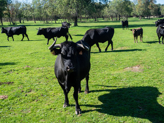 Farm of calves and cows