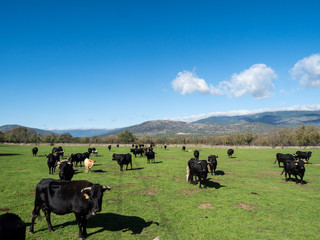 Farm of calves and cows