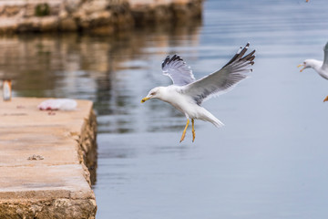 Seagull flying in sky. Seagull flying sky. Seagull in Murter, croatia